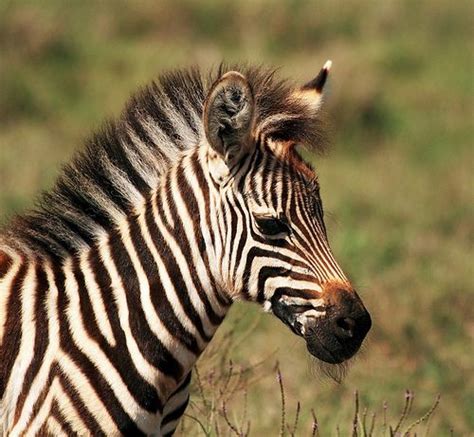 Tanzania Zebras Baby Zebra Cute Creatures