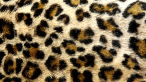 43 Hd Leopard Print Wallpaper