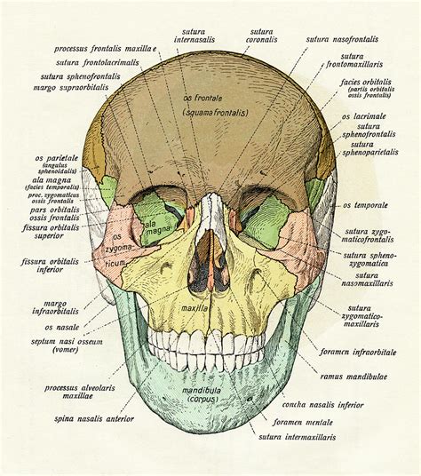 The Human Skull Laminated Anatomy Chart Ph