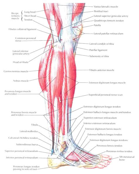 Lateral Leg Muscles Diagram Images How To Guide And Refrence Leg