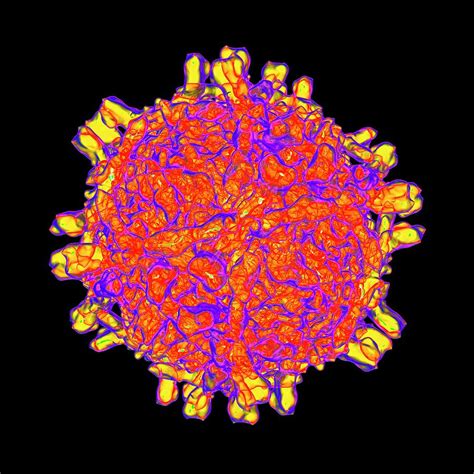 Echo Virus Pictures