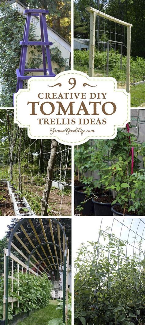 A Tomato Trellis Is A Freestanding Structure Usually Made From Wood Or