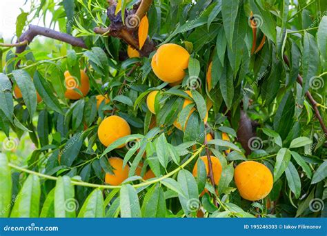 Plantation Peaches Farm Agriculturecultivated Fields Stock