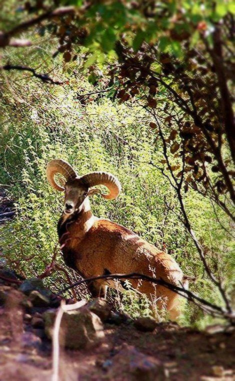 The Mouflon Is A Species Of Wild Sheep Located Only In Cyprus Cyprus