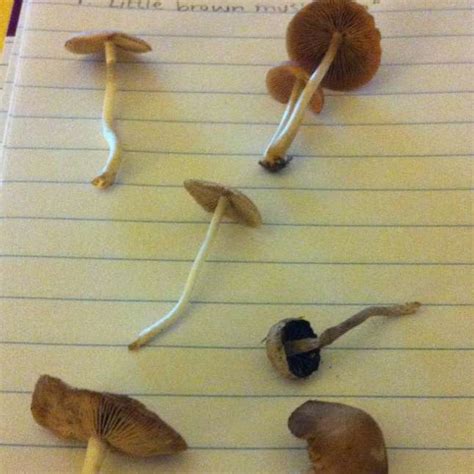 Missouri Mushroom Id Request Mushroom Hunting And Identification