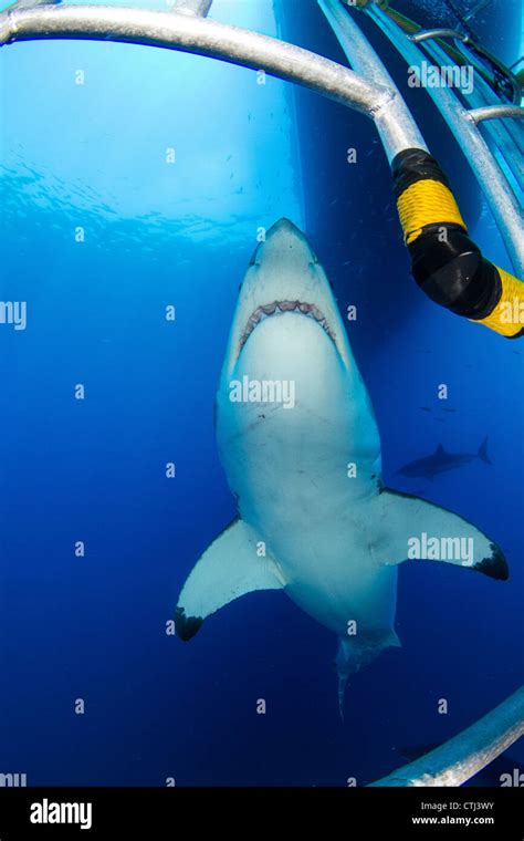 Male Great White Shark Guadalupe Island Mexico Stock Photo Alamy