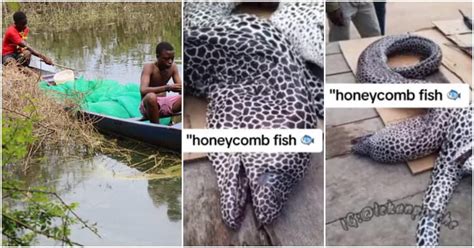 Tiktok Video Shows Lucky Fisherman That Caught And Ate Big Honeycomb