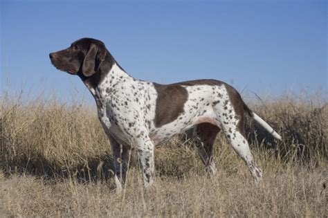Old Danish Pointer Dog Breed Information And Pictures Livelife