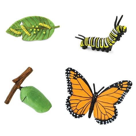 Safari Ltd Life Cycle Of A Monarch Butterfly Animalkingdoms