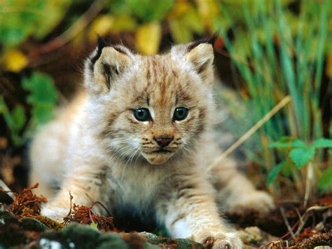 Cute Baby Lynx Baby Lynx C Animal Lovers Animals Beautiful Baby
