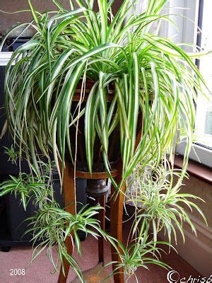 We leave the spider plant babies to happily hang out of the pots for. Varigated Spider plant. I just found out that cats eat ...