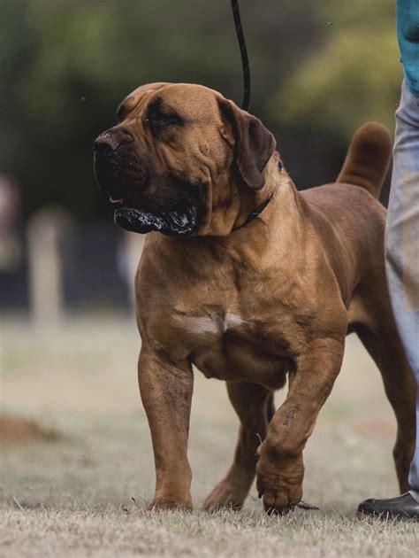 South african boerboel puppies for sale. BEST BREEDERS IN THE WORLD | SOUTH AFRICAN BOERBOEL ...