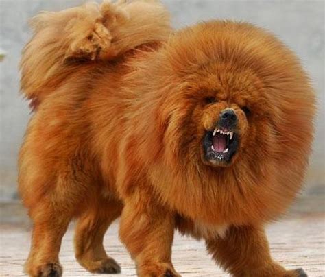 Top 10 Dogs That Look Like Lions Disk Trend Magazine