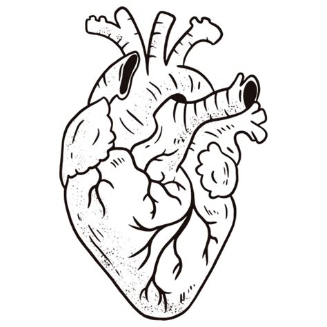 Diseño Png Y Svg De Corazón Anatómico Impresionante Para Camisetas