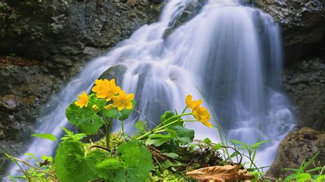 Waterfall Rocks Flower Hd Wallpaper 93752