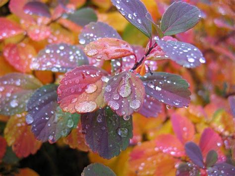 Rain Drops On Colorful Leaves Wallpaper O Beautiful Flowers