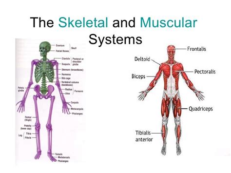 The Skeletal And Muscular Systems Worksheet