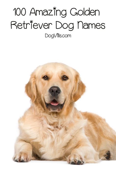 100 Amazing Golden Retriever Dog Names Dogvills Dog Names Golden