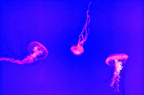 Uh Oh Two Species Of Deadly Jellyfish Spotted Off The Coast Of Penang