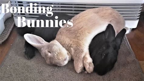 Youtube Bonding Rabbits Rabbit Bunny