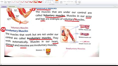 Science 5th Class Chapter 3 Skeleton And Muscular System Part 4