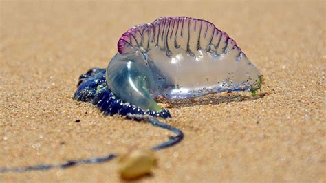 First Portuguese Man Of War Of 2019 Season Spotted On North Carolina