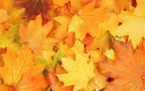 Autumn Season Yellow Maple Leaves Fall All Over The Floor Wallpaper