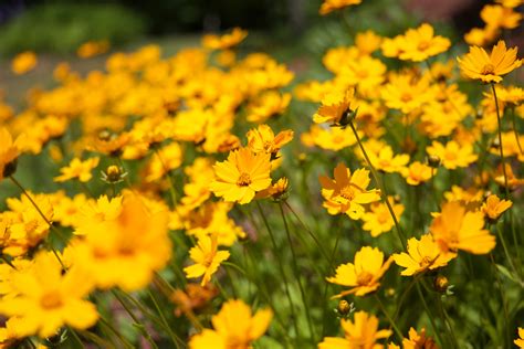 Selective Focus Photography Of Yellow Daisy Flowers · Free Stock Photo