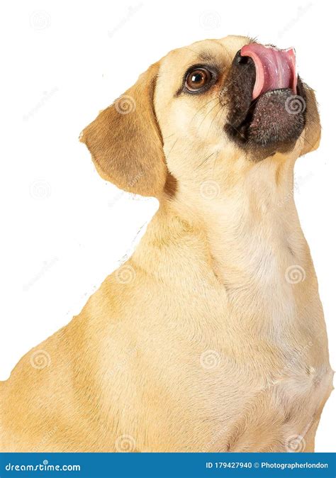 Portrait Of Cute Little Puggle Being Excited To Eat Treats While