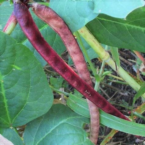 TomorrowSeeds Red Ripper Cowpea Seeds Count Packet Small Mexican Red Beans Turtle Pea