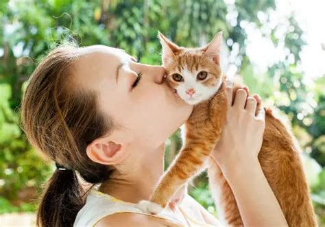Do Cats Like To Be Kissed Kissin Kittens Cat Checkup