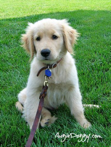 What about assured breeder requirements? Golden Retriever Puppies For Sale In Ny State
