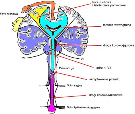 Anatomiczne podstawy powstawania wybranych zespołów neurologicznych cz