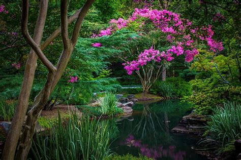 Pond Flowers Garden Peaceful Beautiful Serenity Tranquil Lake