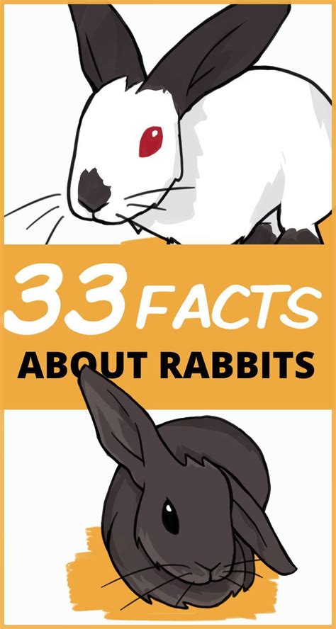 33 Awesome Rabbit Facts To Impress Your Friends In 2020 Rabbit Facts