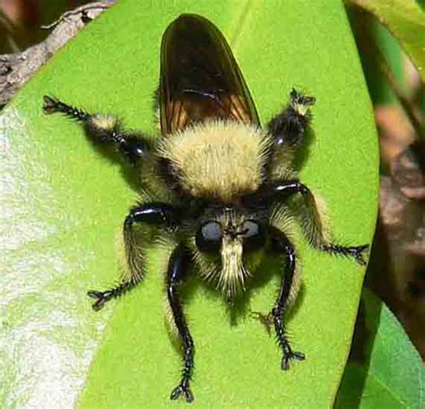 Bee Like Robber Fly Whats That Bug