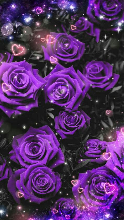 27 Purple Rose Iphone Wallpapers Wallpapersafari