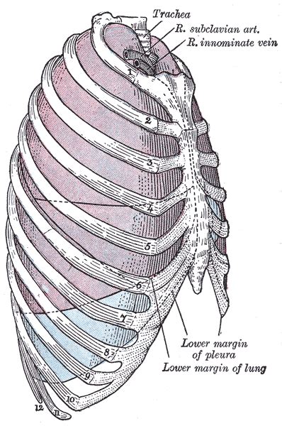The majority of anatomists place its origin on a level with the vertebral extremity of the third or fourth rib, about opposite the base of the spine of the according to poirier and charpy and cunningham, the distance between the apex of the lungs and the upper margin of the clavicles ranges between 1. Lung Anatomy