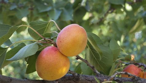 List Of Deciduous Fruit Trees Garden Guides