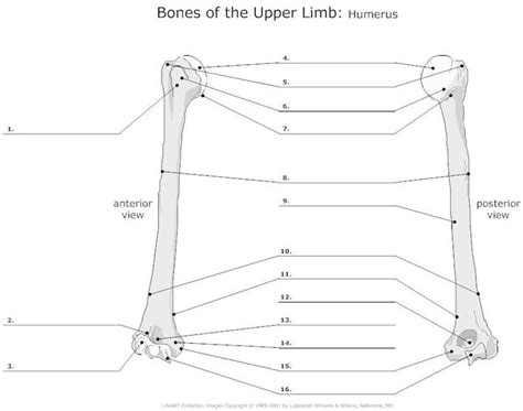 Placing a towel under the back knee may be necessary for comfort. unlabeled skeleton humerus | Unlabeled Skeleton Worksheet ...