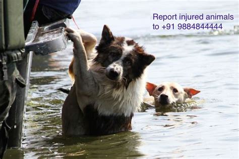 Chennai Floods Helpline Numbers For Animal Rescue Operations