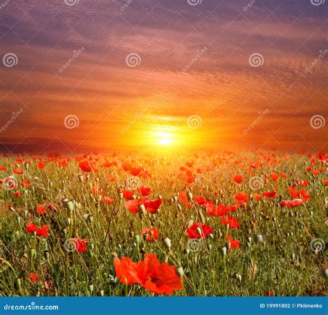 Sunset On Flowers Meadow Stock Photo Image Of Infinity 19991802