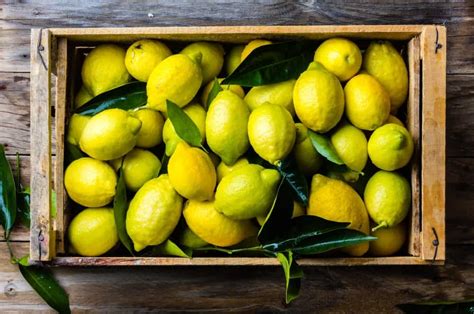 18 Different Types Of Citrus Fruits