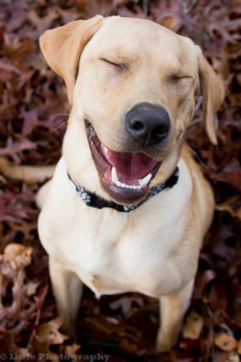 375 Best Images About Animal Laughing Smile Happy On Pinterest