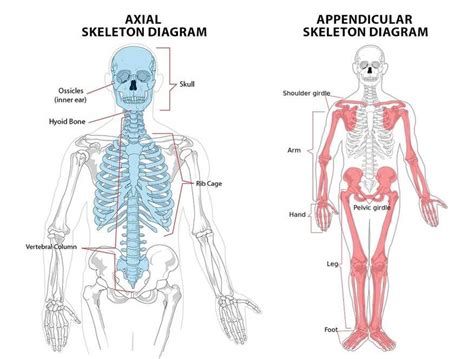 The Skeletal System Human Anatomy Basics Bodybuilding Wizard