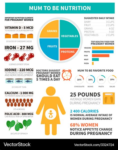 Pregnancy Nutrition Infographic Royalty Free Vector Image