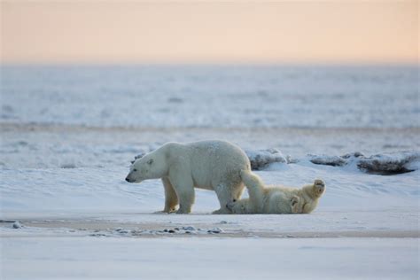 Alaska Polar Bear Photography By Hugh Rose Photography