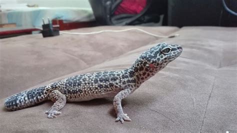 Épinglé Par Santi Gecko Sur Reptiles And Anfibios