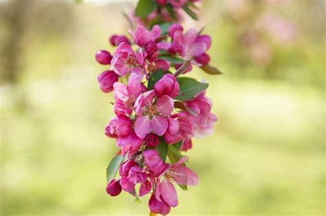Malus Hopa Crabapple Tree The Pink Flowering Ornamental