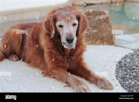 Female Senior Golden Retriever Laying Down On The Cement Patio Next To
